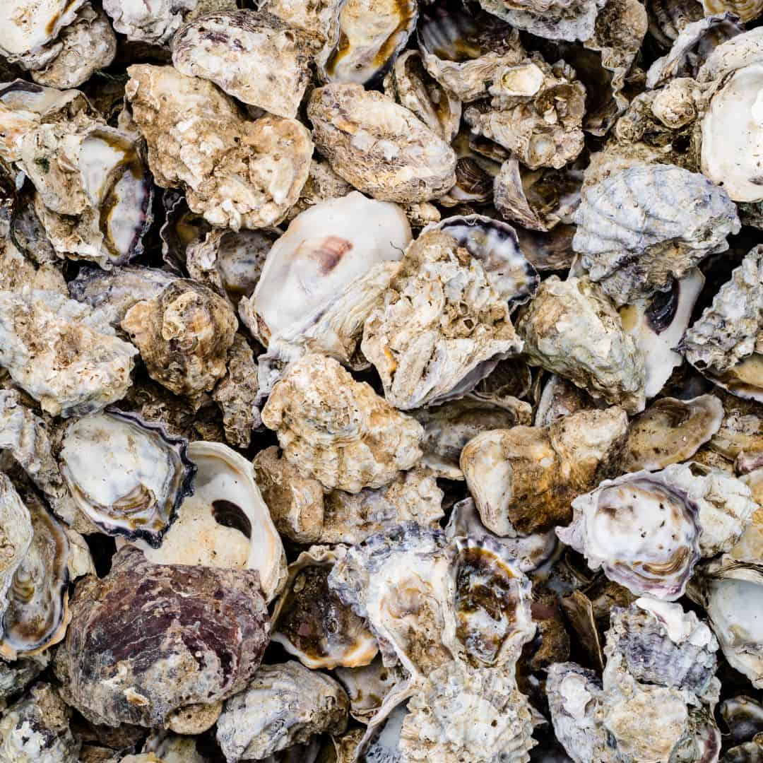 A mound of oysters