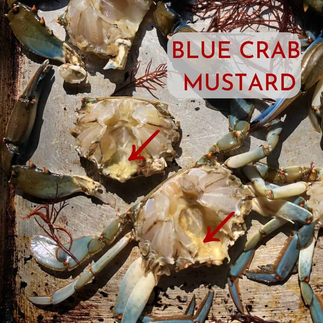 A photo of raw blue crabs with the top shells removed to show what's left of the crab "mustard" or crab tomalley.