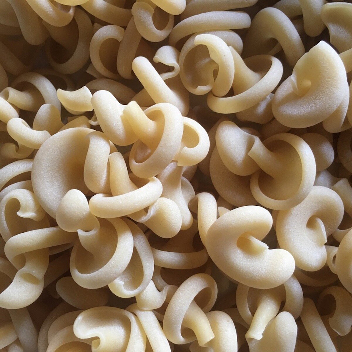 Dried uncooked trottole pasta, also called pig tail pasta, showing the twisted spiral shape ideal for creamy pumpkin sausage and kale pasta.
