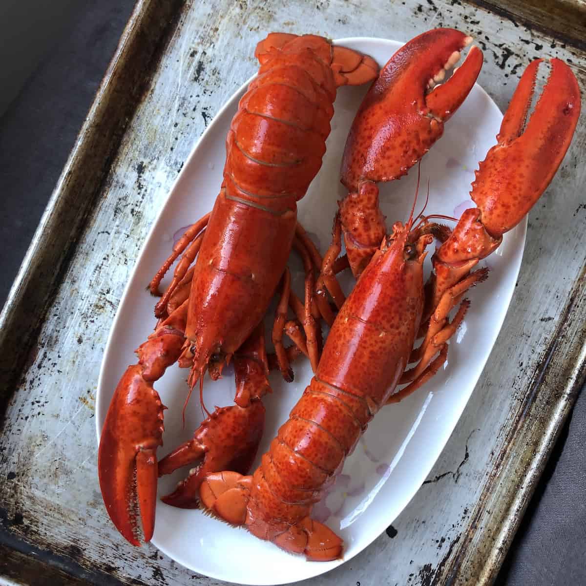 Two fully cooked bright red whole lobsters on a serving platter for homemade lobster ravioli filling.
