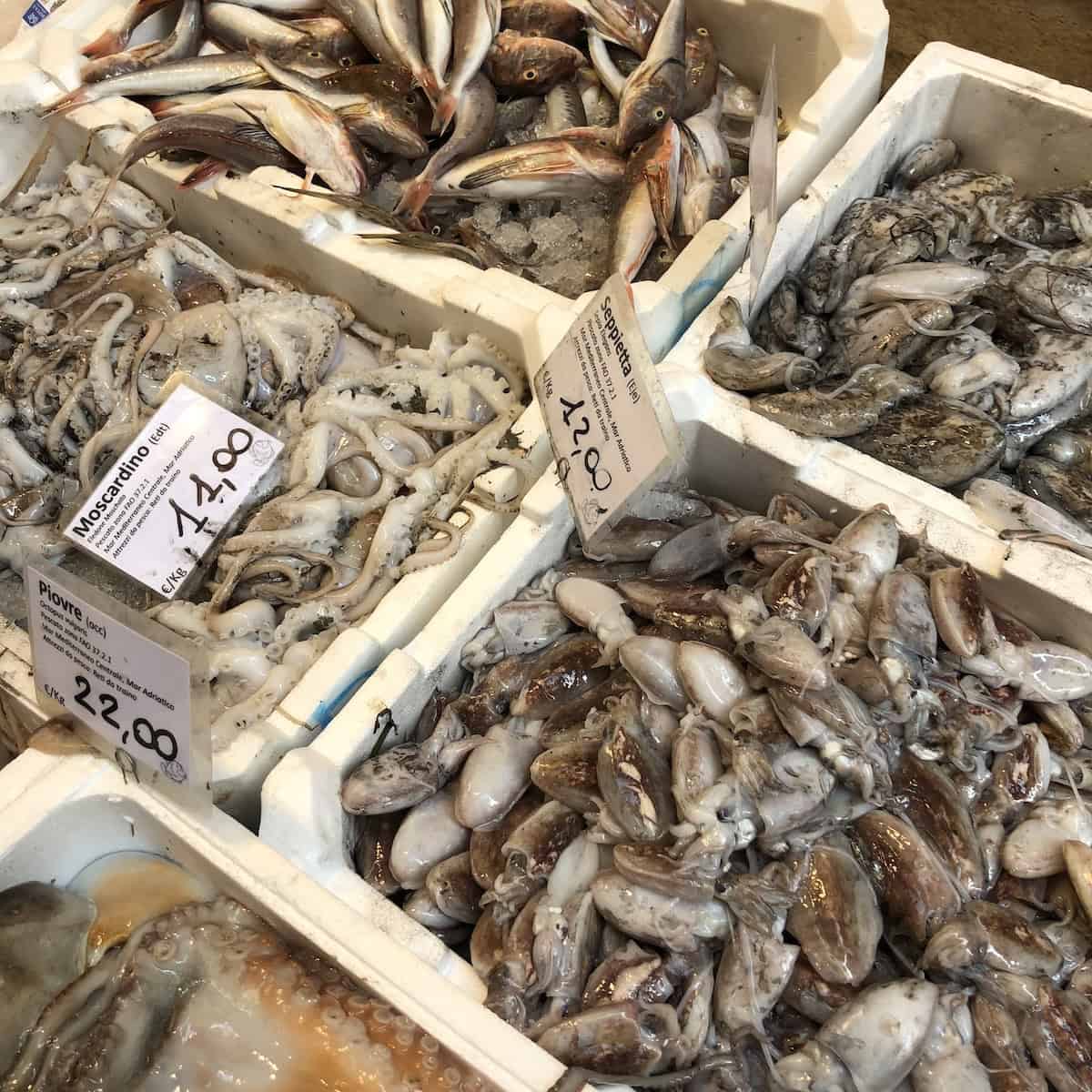 Seppietta small baby cuttlefish for sale at Bologna fish market, fresh Italian seafood for squid ink pasta dishes.

