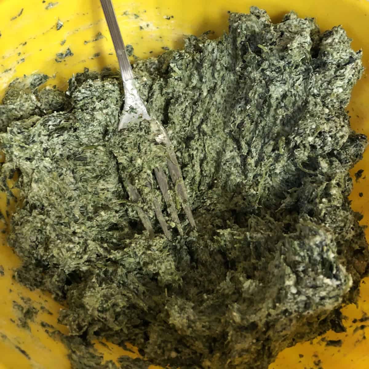 Anna's traditional spinach and ricotta ravioli filling showing the correct dark green color - no egg added, the authentic Northern Italian method for a firm, well-textured ravioli filling.