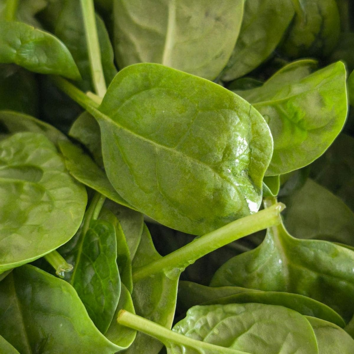 A pile of fresh baby spinach leaves for a homemade spinach ravioli recipe.